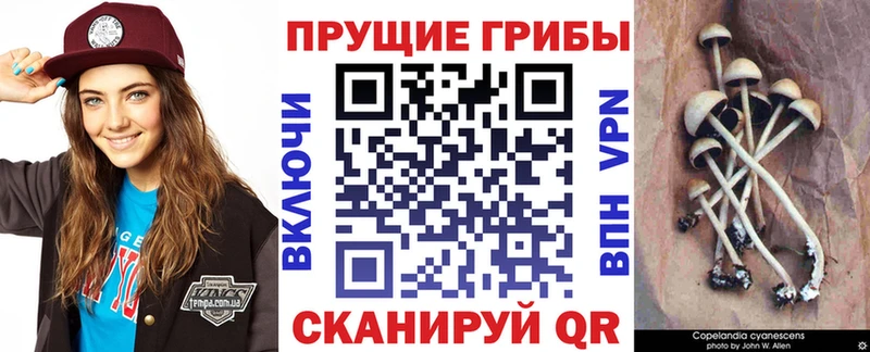 Псилоцибиновые грибы Cubensis Сосновый Бор